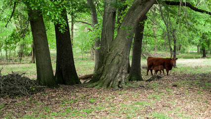 Cow and calf in a wooden pasture in springtime. Red Angus cattle in Oklahoma in spring.