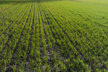 Green growing plants on field in rows