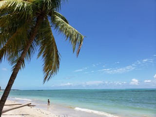 coqueiro, palmeira, praia, natureza, paraíso, férias, paradisíaco, 