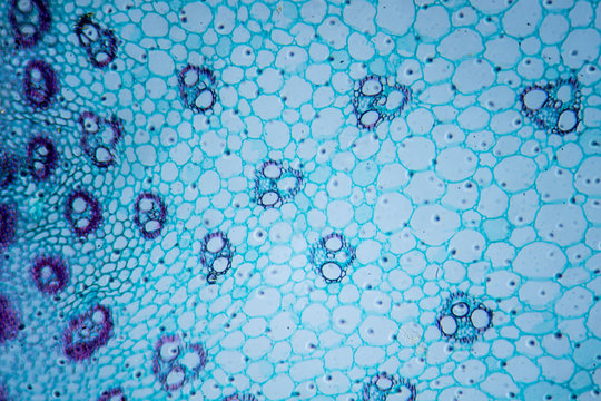 Microscopic image of Zea stem cross-section