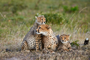 Cheetah mother (Acinonyx jubatus) and her cubs. © lucaar