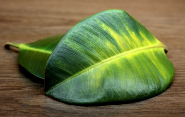 ficus leaves on a wooden background.