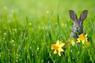 cute easter bunny with daffodils in green grass