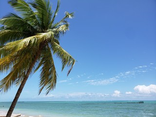 coqueiro, palmeira, praia, natureza, paraíso, férias, paradisíaco, 