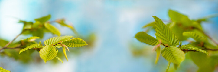 Young spring leaves on branch in forest with sky in background