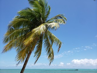 coqueiro, palmeira, praia, natureza, paraíso, férias, paradisíaco, 