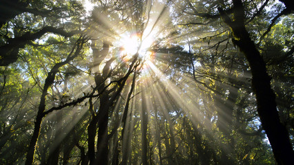 misty forest in Marlborough Sounds, new zealand. Mount Stokes track.