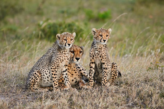 Cheetah mother (Acinonyx jubatus) and her cubs.