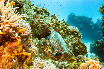 Fototapeta na wymiar Sea Turtle swimming in the ocean