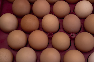 lots of eggs, chicken egg tray, Easter eggs