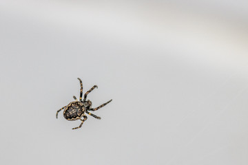  close-up of a tiny spider lurking in the web for prey