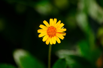 yellow flower in the garden