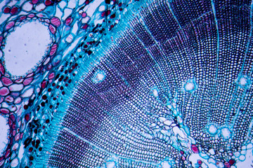 Microscopic image of Pine Stem (cross-section) - obrazy, fototapety, plakaty