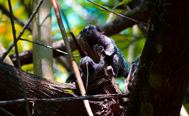 marmoset family in the old tree trunk