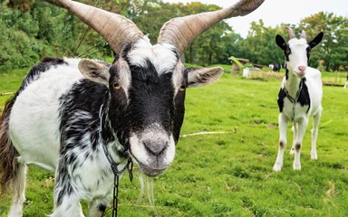 WILDLIFE, FARM, GERMANY - A beautiful billy goat, with beautiful large horns, lives on the North...