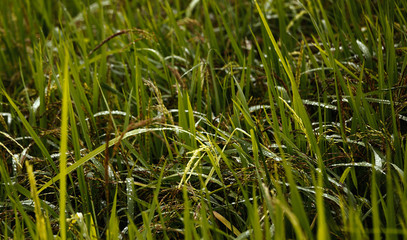 Rice burry field,ripe paddy cereal grain in rural field.