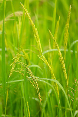 Rice burry field,ripe paddy cereal grain in rural field.