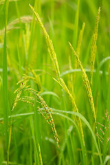 Fototapeta na wymiar Rice burry field,ripe paddy cereal grain in rural field.