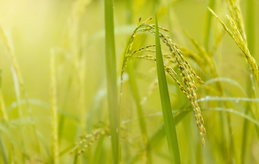 Rice burry field,ripe paddy cereal grain in rural field.