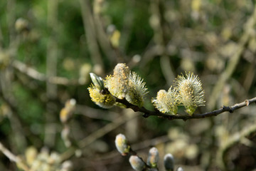 Die Blüte einer Weide das Weidenkätzchen