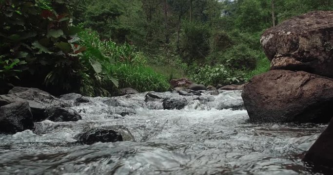 stream in the middle of a forrest jungle. creek in a green forrest