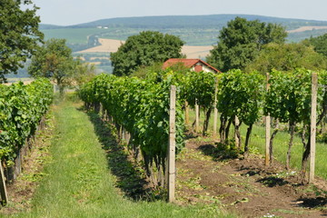Młoda winnica