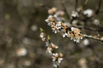 Fototapeta premium Blüten der Fruchtbäume