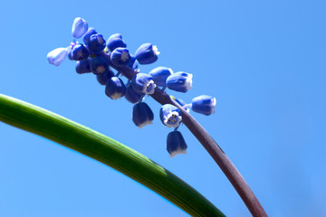 Closeup of Grape Hyacinths, Muscari armeniacum