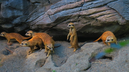 Timon