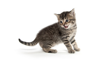 Cute tabby kitten on white