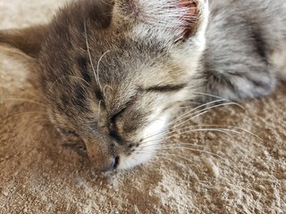 gato, animal, natureza, dormindo
