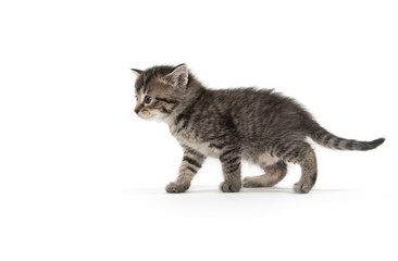 Cute tabby kitten on white