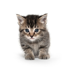 Cute tabby kitten