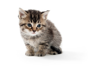 Cute tabby kitten