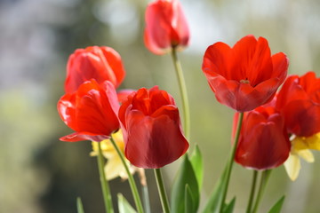 Fototapeta premium red and yellow tulips