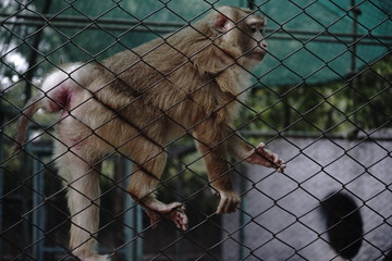 monkey in cage imprisoned in a Zoo moving and looking outside to find freedom from the sad life  