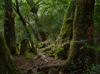 Yakushima, ancient forest, cedar forest, Kagoshima, enchanted forest, osumi island, kyushu, Natural...
