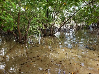 banhado, caranguejo,  mangue 