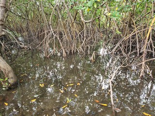 banhado, caranguejo,  mangue 
