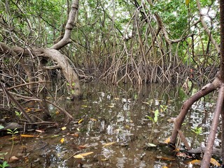 banhado, caranguejo,  mangue 