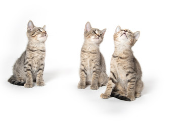 Fototapeta premium Three kittens on white