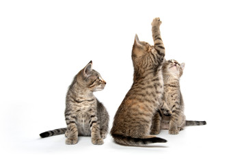 Three kittens on white