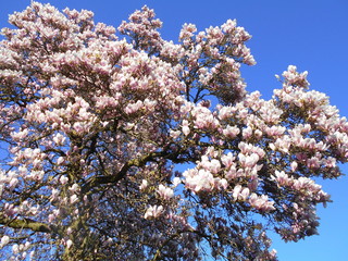 Tulpen-Magnolie