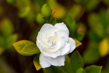 Spring plants and flowers in bloom