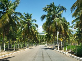 estrada, coqueiros, palmeiras, natureza, caminho, férias, natureza, 