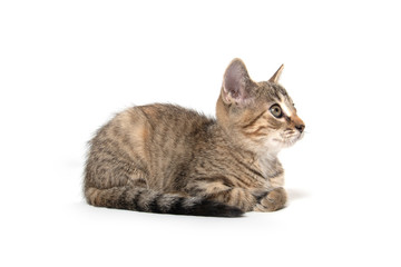 Fototapeta premium Cute tabby kitten on white