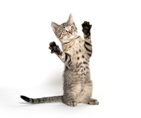 Tabby kitten with paws up © Tony Campbell