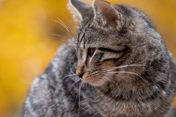 Cute tabby cat with yellow background
