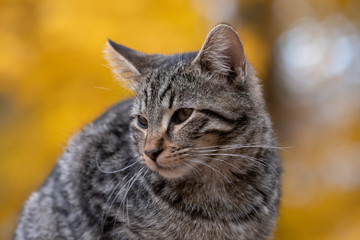 Cute tabby cat with yellow background