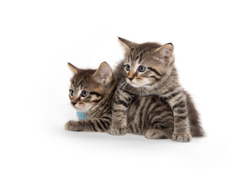 Two tabby kittens on white